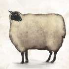 Sheep Art Print