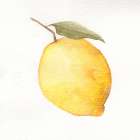 Watercolor Lemon 1 Art Print