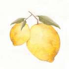 Watercolor Lemon 2 Art Print