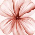 Watercolor Closeup 2 Minimalist Print