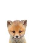 Baby Fox Art Print