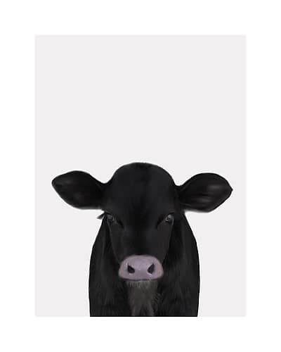 Cute Calf 1 Animaux reproduction