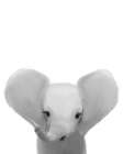 Baby Elephant Art Print