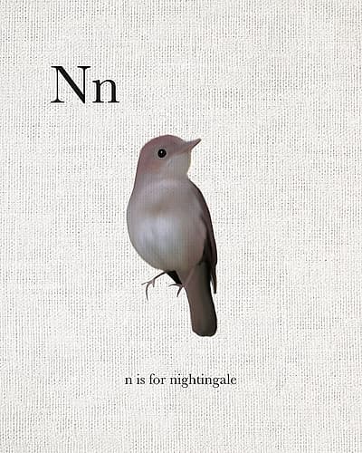 N is for Nightingale Art Print