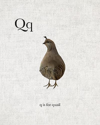 Q is for Quail Art Print