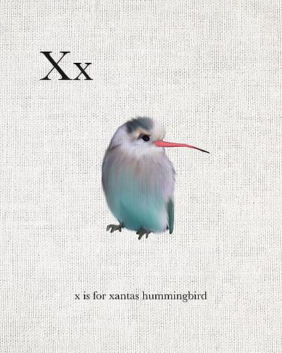 X is for Xantas Hummingbird Kids Print