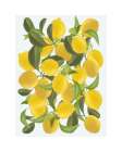 Lemons B Art Print