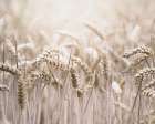 Mute Wheat Field Art Print