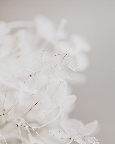 White Wilflowers Art Print