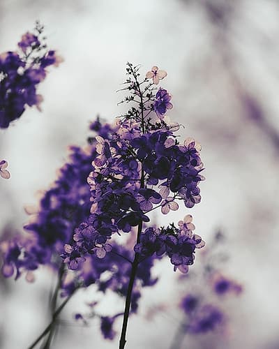 Purple Dried Hydrangea Art Print