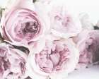 Roses File B Art Print