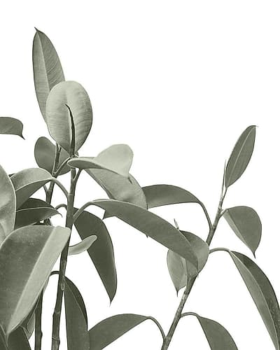 Pale Green Leaves Art Print