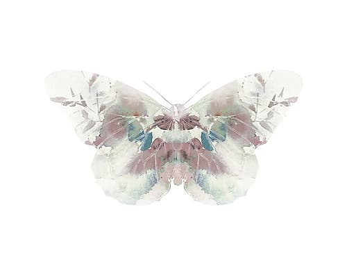 Butterfly 2 Animaux reproduction