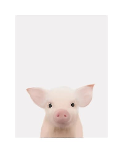 Piglet Face Art Print