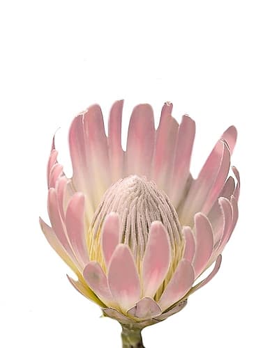 Blush Protea Art Print