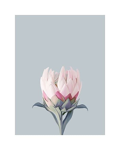 King Protea Plant Art Print