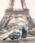 Love Birds in Paris Art Print