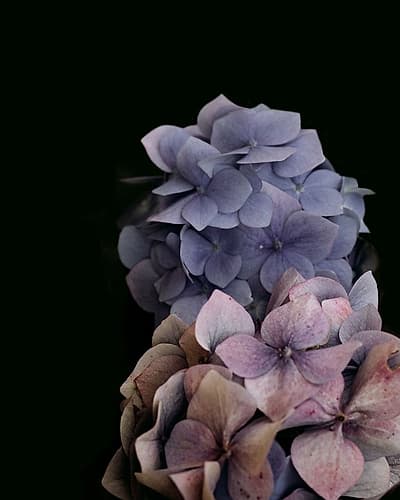 Moody Hydrangeas Art Print