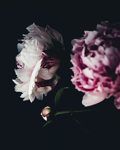 Close Up Peonies Moody Art Print