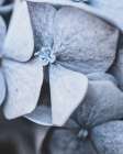 Blue Hydrangea Close Up Art Print