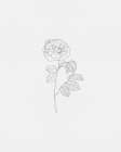 Black Rose 4 Art Print