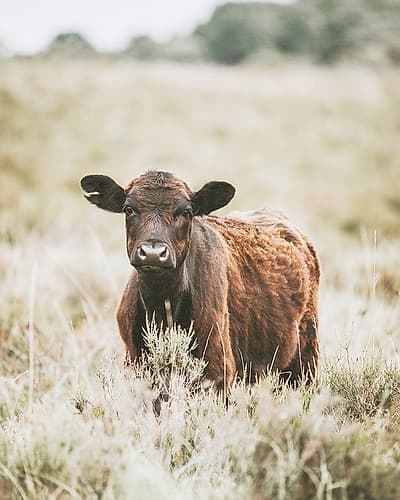 Beautiful Cow In Meadow Art Print