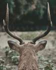 Deer With Antlers Art Print