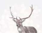 Boken Deer Art Print