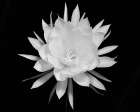 Modern BW Floral 2 Art Print