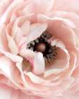 Pretty in Pink Floral Art Print