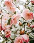 Moody Pink FLorals 16x20 Art Print