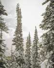 Snow Covered PInes Art Print