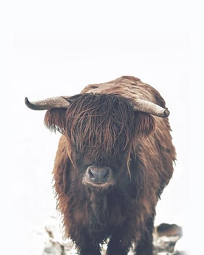 Winter Highland Cow Art Print