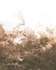 Faded Brown Ferns Art Print