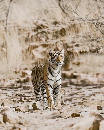Tiger on Rocks Art Print