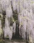 Beautiful Wisteria Art Print
