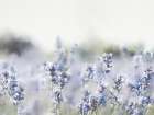 Close Lavender Field Art Print