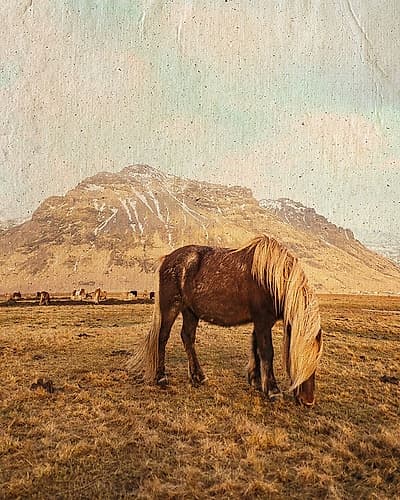 Home on the Range Animals Print