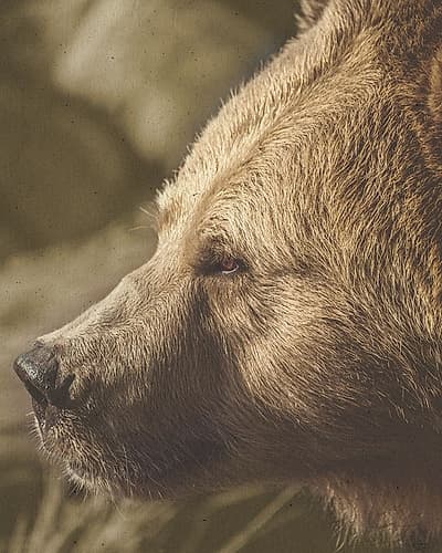 Stare Down Bear Art Print