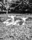 Two Sheep Art Print