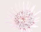 Pink Protea Botanical Print