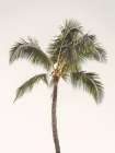 Rosy Palm Tree Art Print