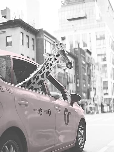 Giraffe in NYC Art Print