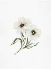 Lovely Florals Art Print