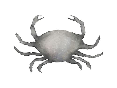Grey Crab Coastal Print