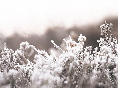 Cashmere Frost Photography Print