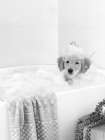Bath Time Lab Art Print