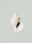 Ocean Shell Art Print