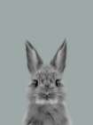 Sage Bunny Art Print