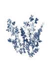 Blue Wildflowers 2 Art Print
